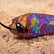 Image for article titled How wasps produce their own antibiotics